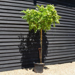 Wisteria brachybotrys 'Showa-beni' Clear Stem 140cm - Girth 10-12cm - Height 200-220cm - 55lt