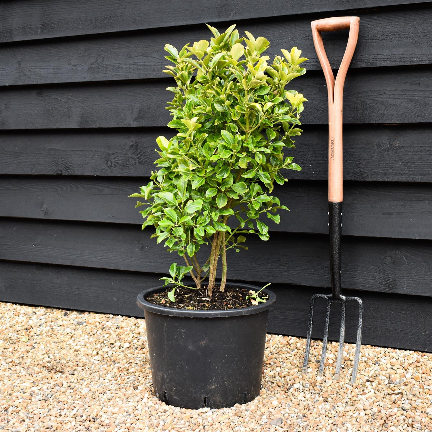 Euonymus Japonicus 'Aureomarginatus' - 100cm, 20lt