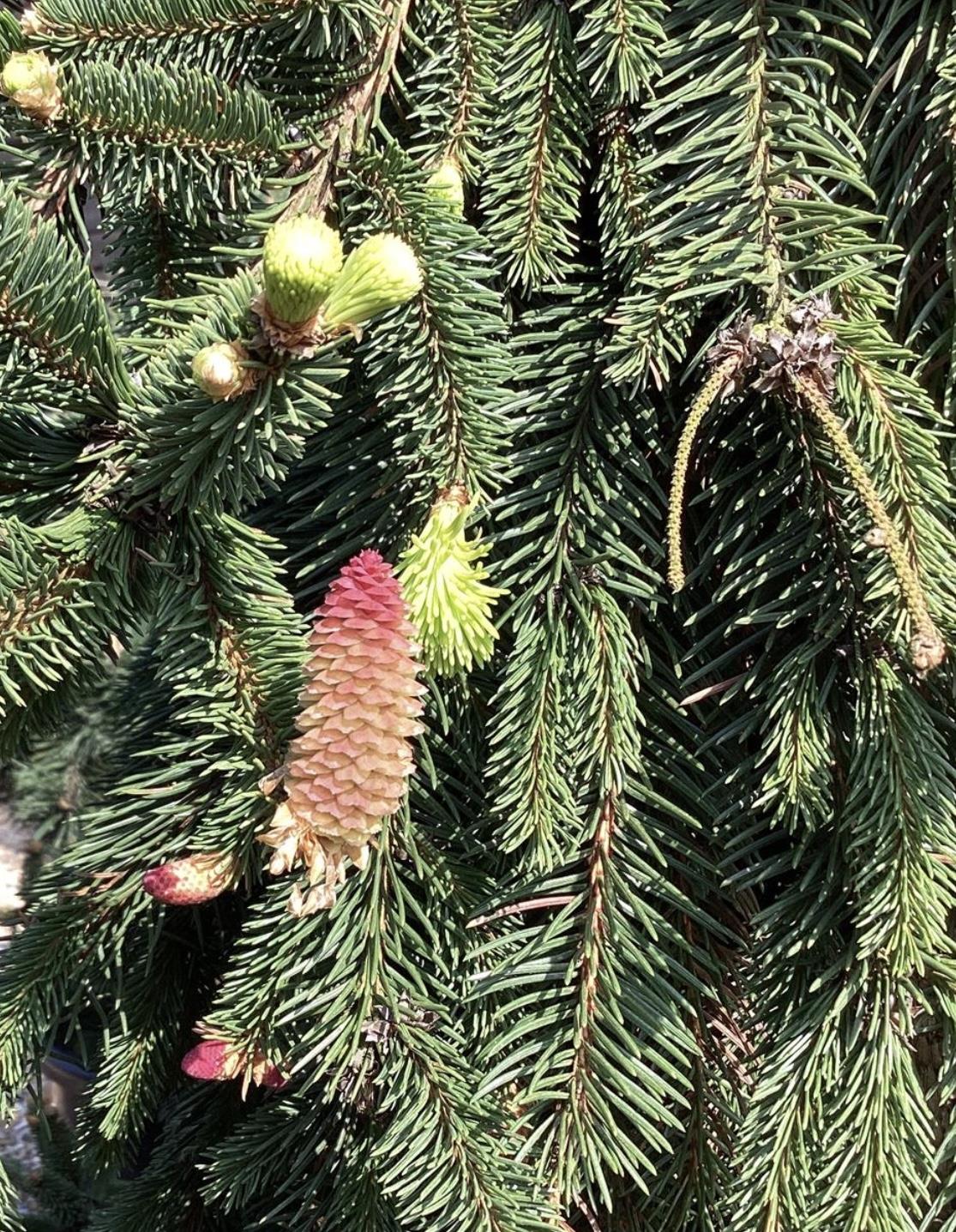 Picea abies 'Inversa' / Pendula| Norway spruce  - Height 250-260cm - 150lt
