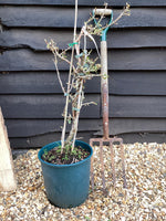 Hydrangea petiolaris - 100/130cm, 15lt
