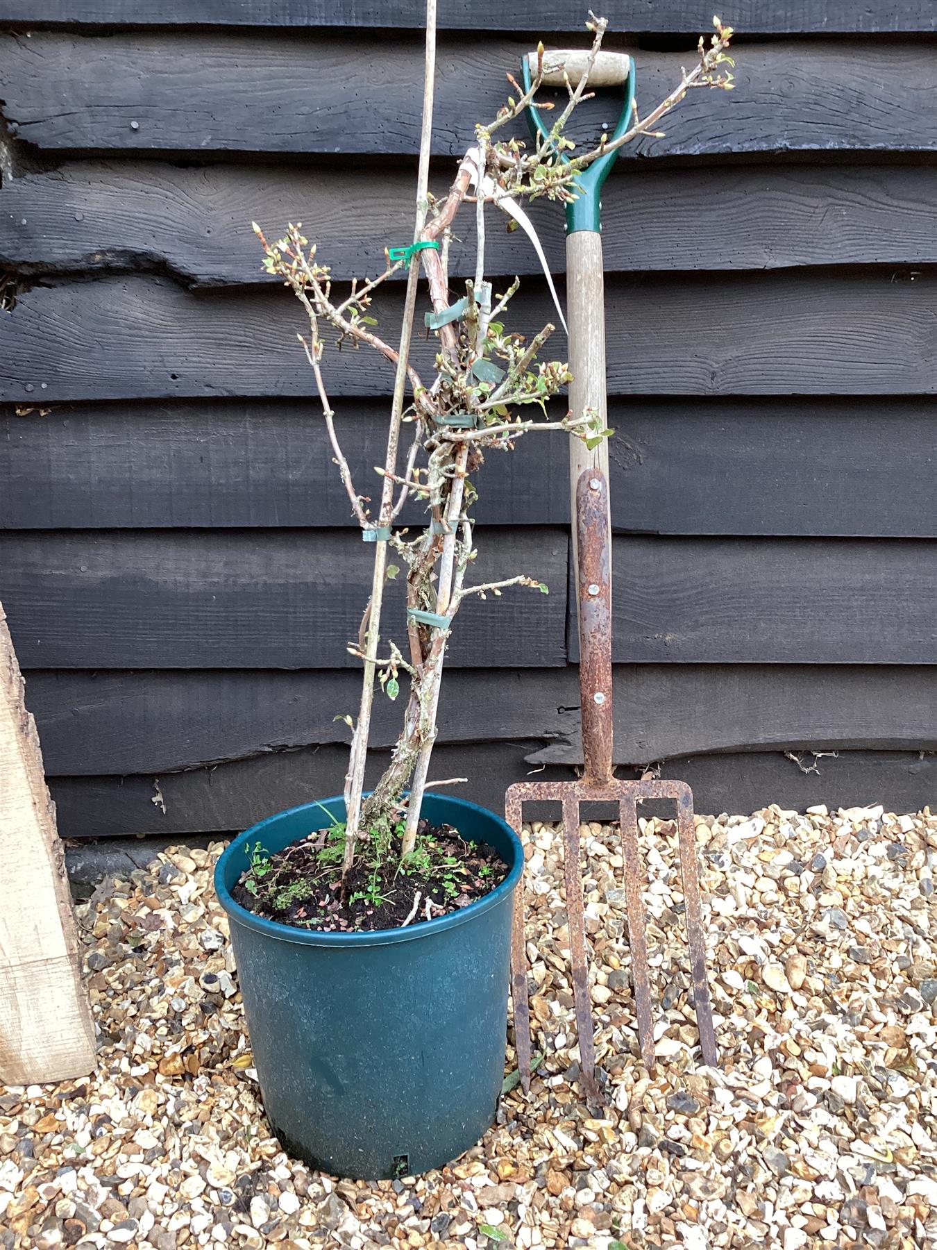 Hydrangea petiolaris - 100/130cm, 15lt