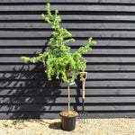 Larix kaempferi 'Diana' - Stem 80cm - Height 180-190cm- 25lt