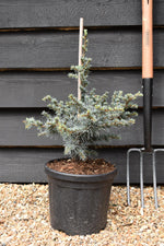 Cedrus libani 'Horstmanns Silberspitz' | Cedar of Lebanon 'Horstmanns Silberspitz' - Height 45-55cm - Width 30-40cm - 6lt