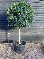 Ilex Nellie R Stevens | Holly 'Nellie R. Stevens' - 250cm, 110lt