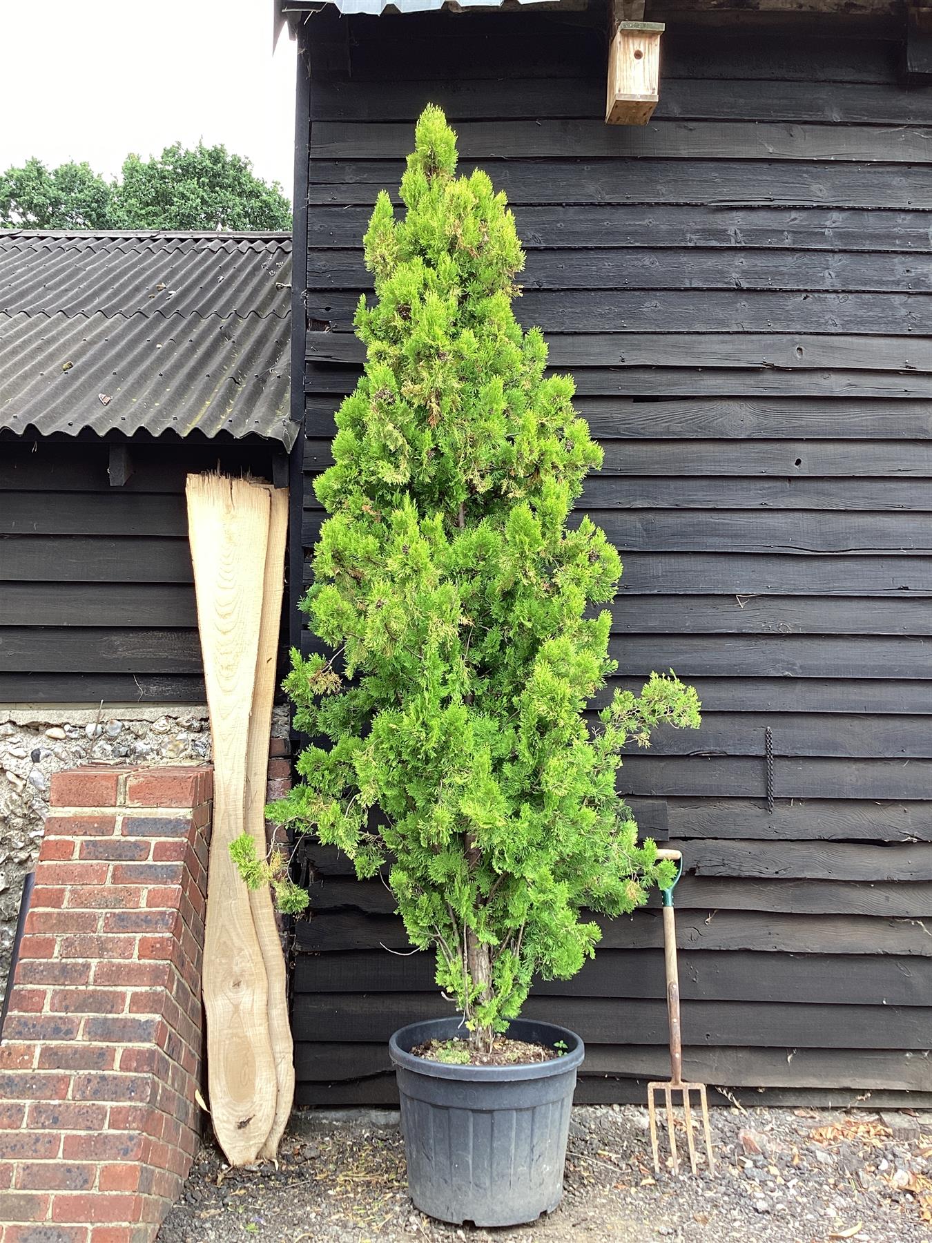 Thuja orientalis 'Aurea Nana'