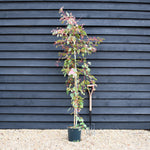 Acer 'Red Flamingo' - 180-220cm - 10lt