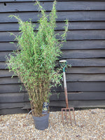 Fargesia ‘Jiuzhaigou' | Red Panda, Jiu Bamboo - 140-160cm - 10lt