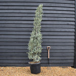 Olive Tree | Olea Europea - Bushy - Height 220-230cm - 55lt