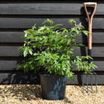 Vitex agnus-castus 'Latifolia'| Chaste tree - Height 90-110cm - 10lt
