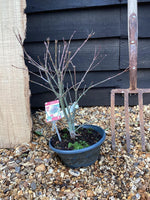 Acer palmatum 'Scolopendriifolium Atropurpureum' | Bamboo-Leaf Japanese Maple - 40-60cm, 5lt