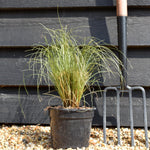 New Zealand Hair sedge |Carex comans 'Frosted Curls' - Grass - Height 15-25cm - 2lt