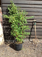 Forsythia x intermedia 'Lynwood Variety' - 100/120cm, 20lt