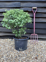 Pittosporum tenuifolium 'Golf Ball' - 60-65cm, 20lt