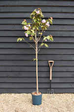 Prunus Kanzan | Cherry Kanzan - Height 180-220cm, 10lt