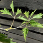 Fagus Sylvatica Heterophylla 'Aspleniifolia' | Cut-Leaved Beech - 350-370cm, 70lt