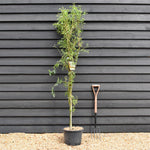 Salix matsudana Tortuosa | Corkscrew Willow - Tree - Height 180-220cm - 20lt