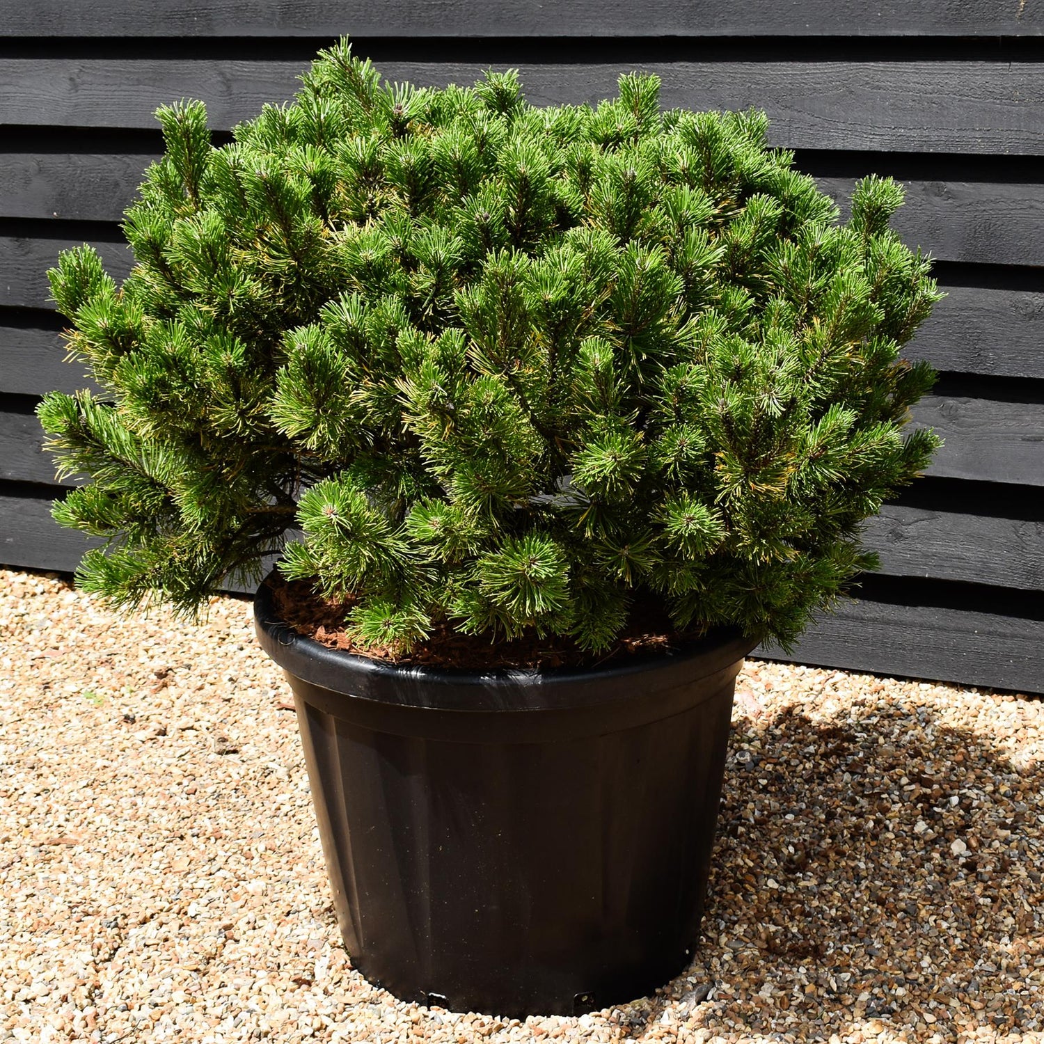 Pinus mugo 'Wintergold' - Height 60-70cm - Width90-100cm - 80lt