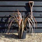 Phormium 'Pink Panther' - Height 40-60cm - 7.5lt