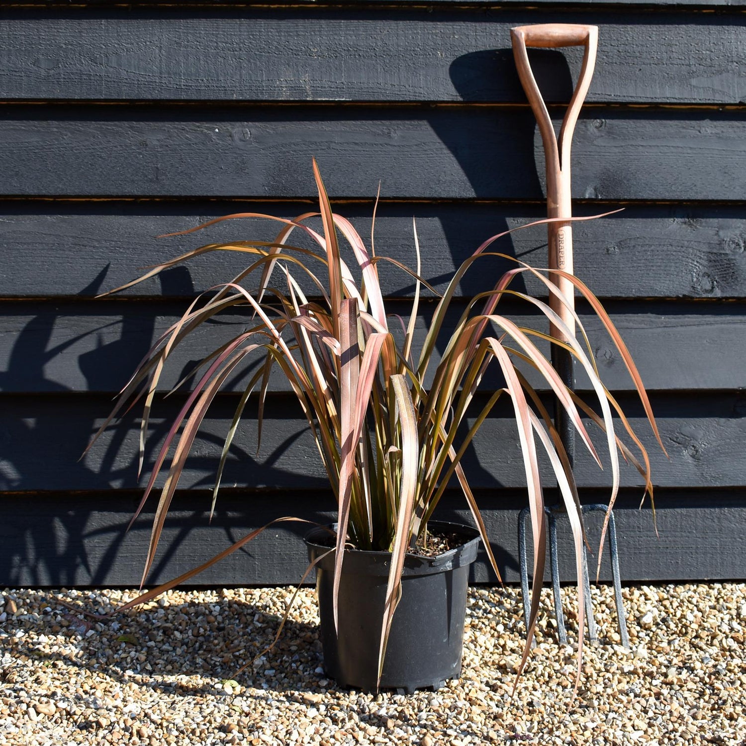Phormium 'Pink Panther' - Height 40-60cm - 7.5lt