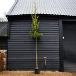 Ilex Castaneifolia - Chestnut-leaved Holly - Clear Stem 200cm - Girth 8-10cm - Height 420-430cm - 30lt