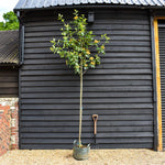 Sorbus latifolia 'Henk Vink' - Clear Stem 170cm - Girth 6-8cm - Height 340-350cm - 45lt