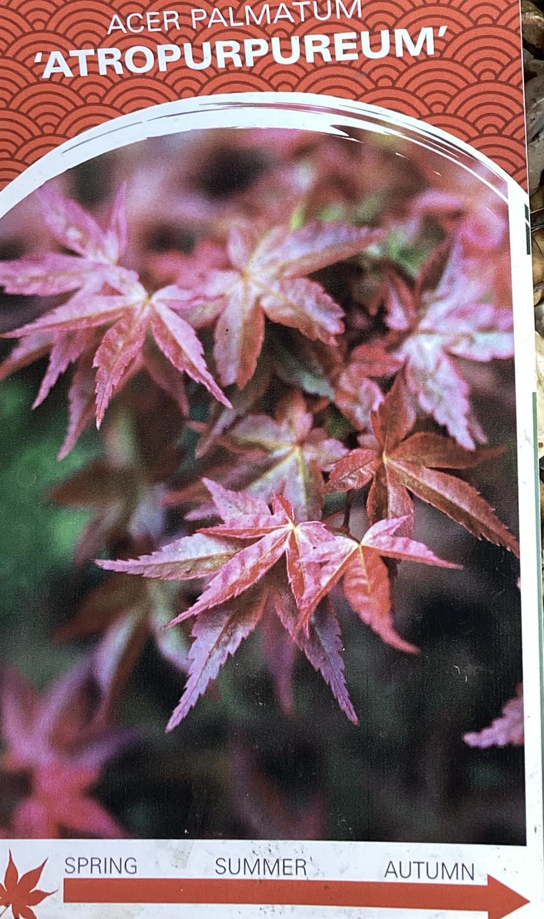 Acer palmatum 'Atropurpureum' | Red Leaf Japanese maple - 100-140cm - 15lt