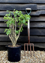 Syringa vulgaris 'Amethyst' | Lilac 'Amethyst' - 10-30cm, 12lt