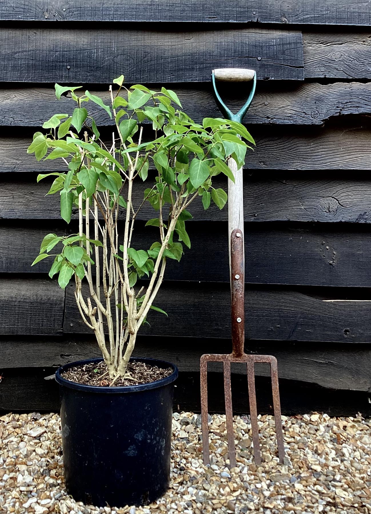 Syringa vulgaris 'Amethyst' | Lilac 'Amethyst' - 10-30cm, 12lt