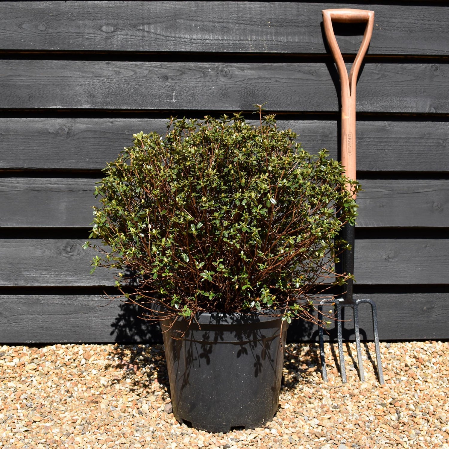Azalea Japonica 'Amoena' - 75cm - Bushy - 15lt