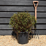 Azalea Japonica 'Amoena' - 75cm - Bushy - 15lt