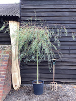 Salix purpurea 'Pendula' | Weeping Purple Willow 3/4 std Clear Stem - 200-250cm, 25lt