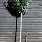 Prunus laurocerasus 'Novita' | Cherry Laurel Tree - Girth 10-12 - Height 260-270cm - 90lt