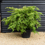 Euonymus alatus | Winged Spindle Tree - Height 150-160cm - Width 230-250cm - 130lt