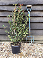 Photinia x fraseri 'Red Robin' - Bush - Shrub - Hedging - Height 50-80cm - 5lt