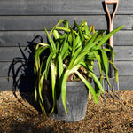 Agapanthus umbellatus 'Ovatus'| Lily of the Nile - Perennial - Height 60cm -35lt