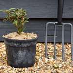 Sweet Box | Sarcococca hookeriana Purple Stem - Height 15-20cm - 3lt