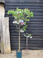 Prunus Shogetsu (Shimizu-zakura) | Blushing Bride Cherry Tree - Height - 180-200cm - 10lt