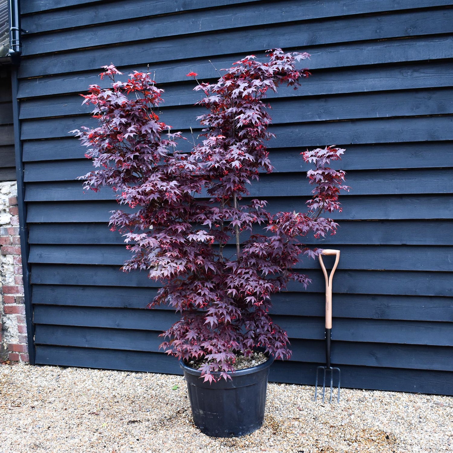 Acer palmatum 'Fireglow' - Height 170cm - 70lt