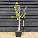 Cherry 'Stella' on Colt | Prunus avium - Semi-Dwarfing - Height 140-160cm - 20lt