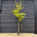 Prunus Jacqueline | Flowering Cherry - 180-220cm - 12lt