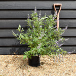 Vitex 'Chicagoland Blues' - Height 40-60cm - Bushy - 5lt