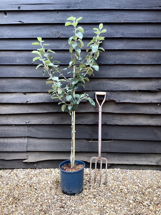 Apple tree 'Blenheim Orange' | Malus domestica - MM26 - Dwarfing - 150-160cm - 10lt