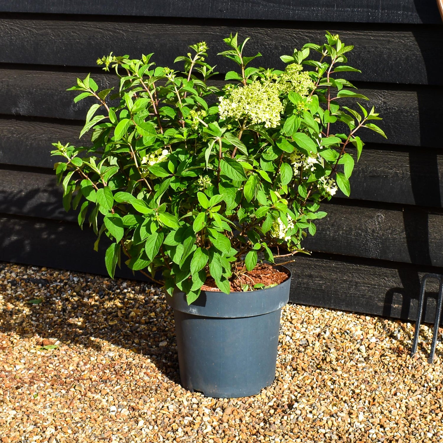 Hydrangea Paniculata 'Bobo' - Height 50-60cm - 15lt