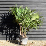 Trachycarpus fortunei - MultiStem - Height 150-160cm - 35lt