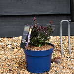 Hebe 'Joan Mac' - Height 10-20cm - 2lt