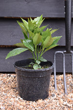 Aucuba japonica Rozannie | Japanese laurel 'Rozannie' - 20-40cm, 3lt