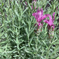 English Lavender 'Munstead' - 10-30cm, 2lt