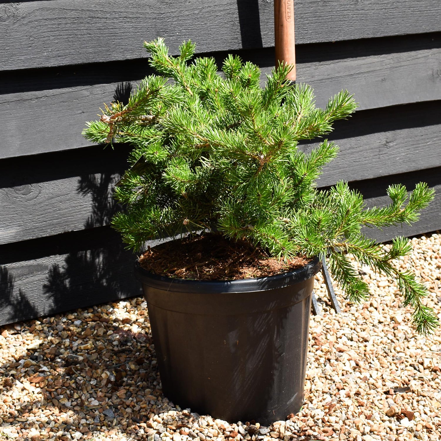 Pinus Banksiana Velda - Height 30-40cm - Width 40-50cm - 15lt