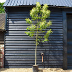 Sweet Chestnut | Castanea sativa - Height 270-290cm - Girth 10-12cm - 70lt