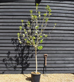 Apple tree 'Starking' (Red Delicious) | Malus Domestica 'Starking' (Red Delicious) - Clear Stem - Height 200-250cm - Girth 14-16cm - 30lt